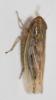 Arocephalus sp.